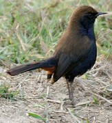 Indian Robin