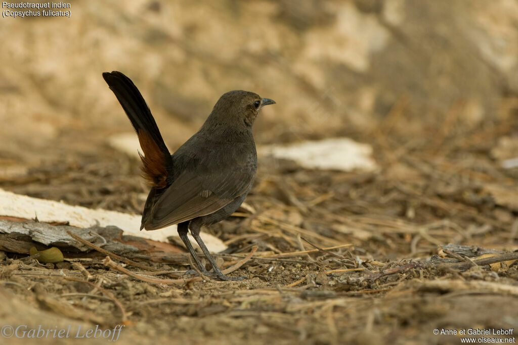 Indian Robin female