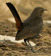 Indian Robin