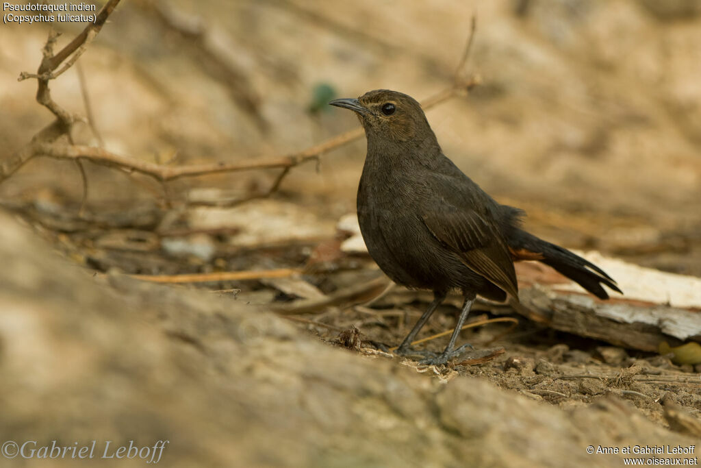 Indian Robin