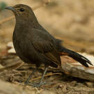 Pseudotraquet indien