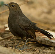 Indian Robin