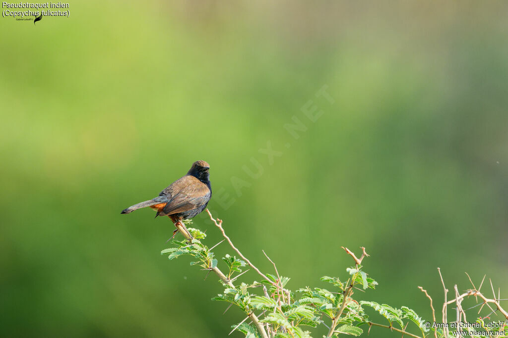 Pseudotraquet indien