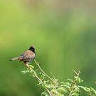 Pseudotraquet indien