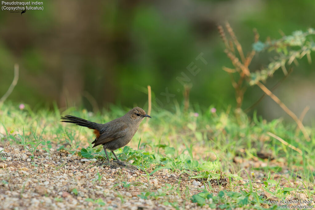 Pseudotraquet indien