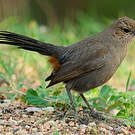 Pseudotraquet indien