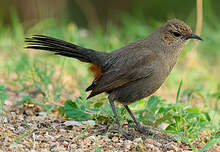 Pseudotraquet indien