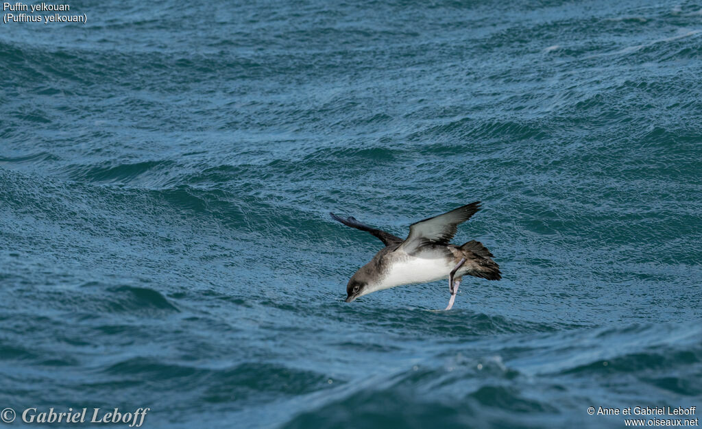 Yelkouan Shearwater