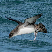 Yelkouan Shearwater