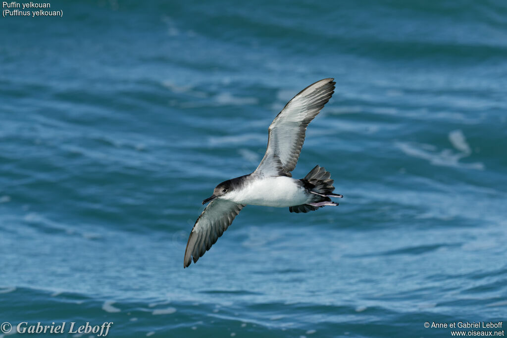 Yelkouan Shearwater