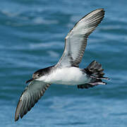 Yelkouan Shearwater