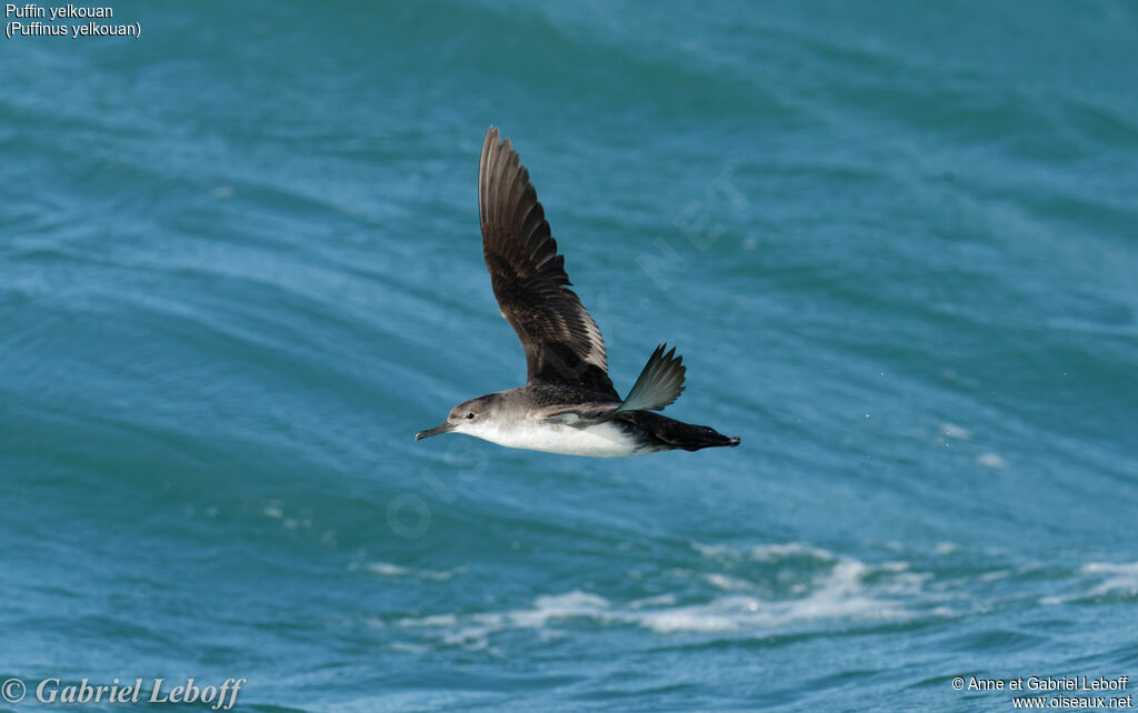 Yelkouan Shearwater