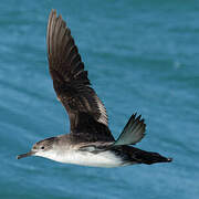 Yelkouan Shearwater