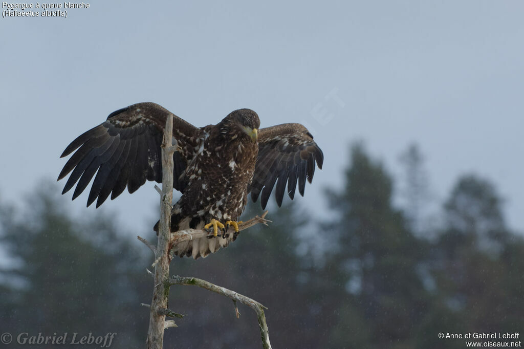 White-tailed EagleThird  year