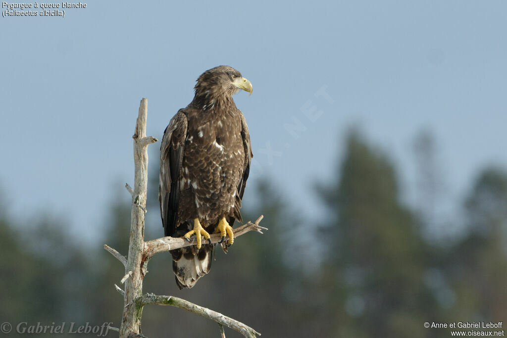 White-tailed EagleThird  year