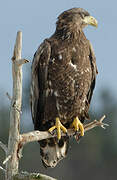 White-tailed Eagle