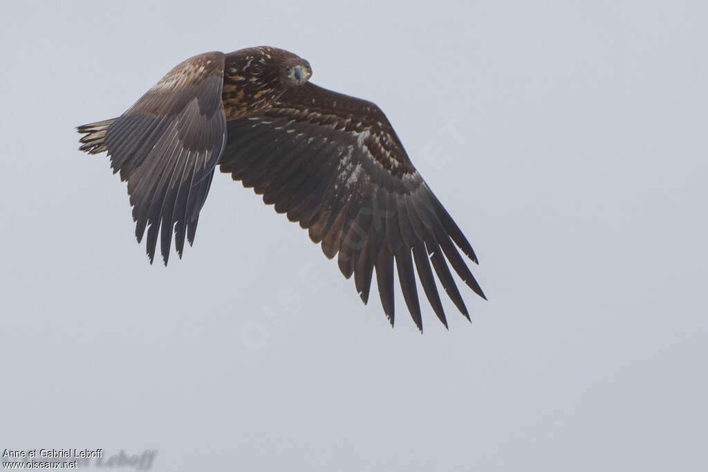 White-tailed EagleSecond year, Flight