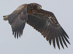 White-tailed Eagle