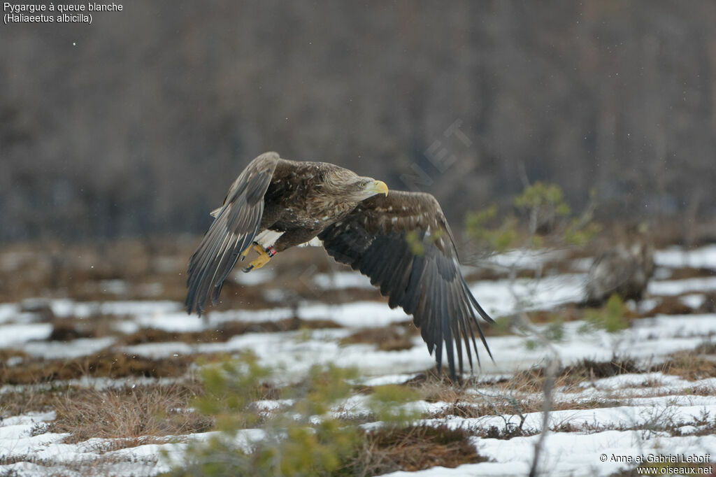 White-tailed Eaglesubadult