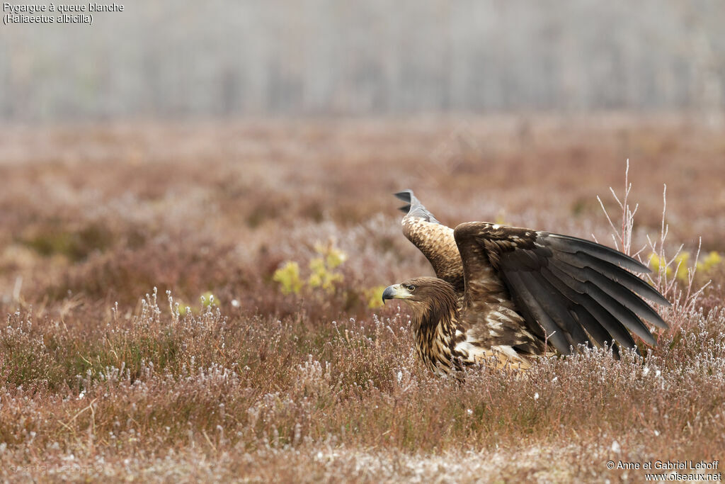 White-tailed EagleThird  year