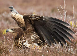 White-tailed Eagle