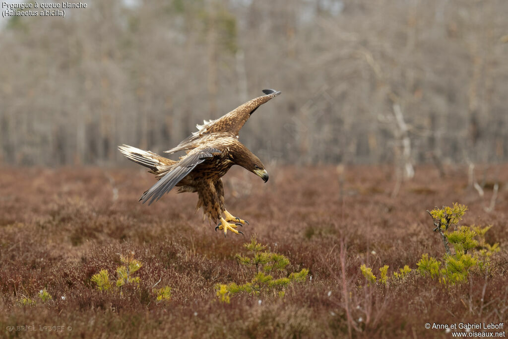 White-tailed EagleThird  year