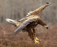 White-tailed Eagle