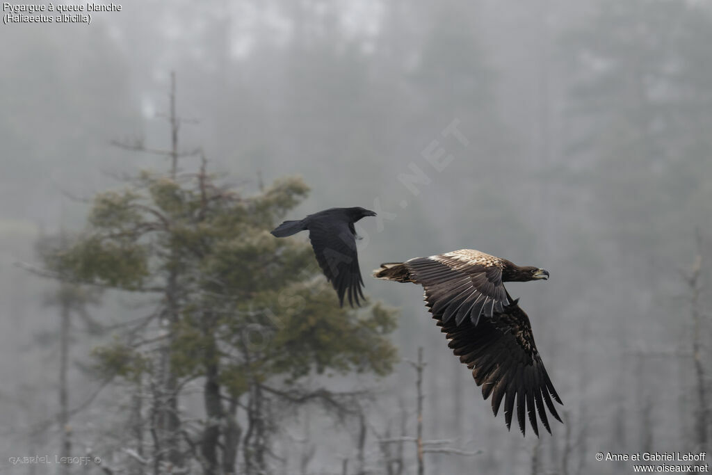 White-tailed Eagle