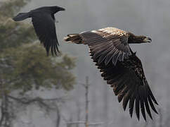 White-tailed Eagle