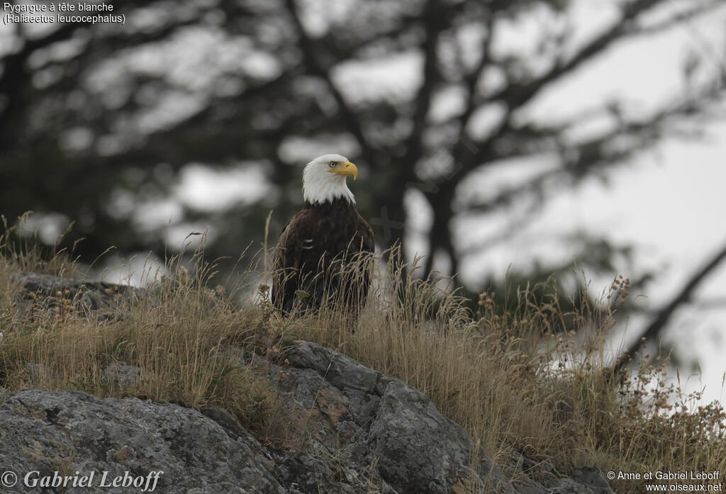 Bald Eagle