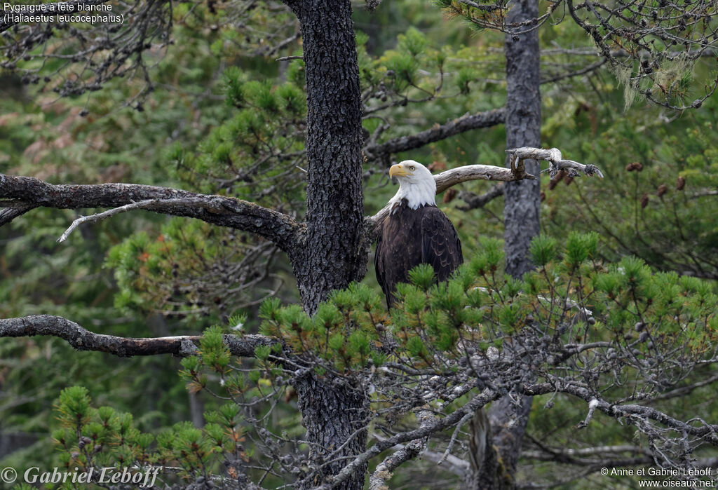 Bald Eagle