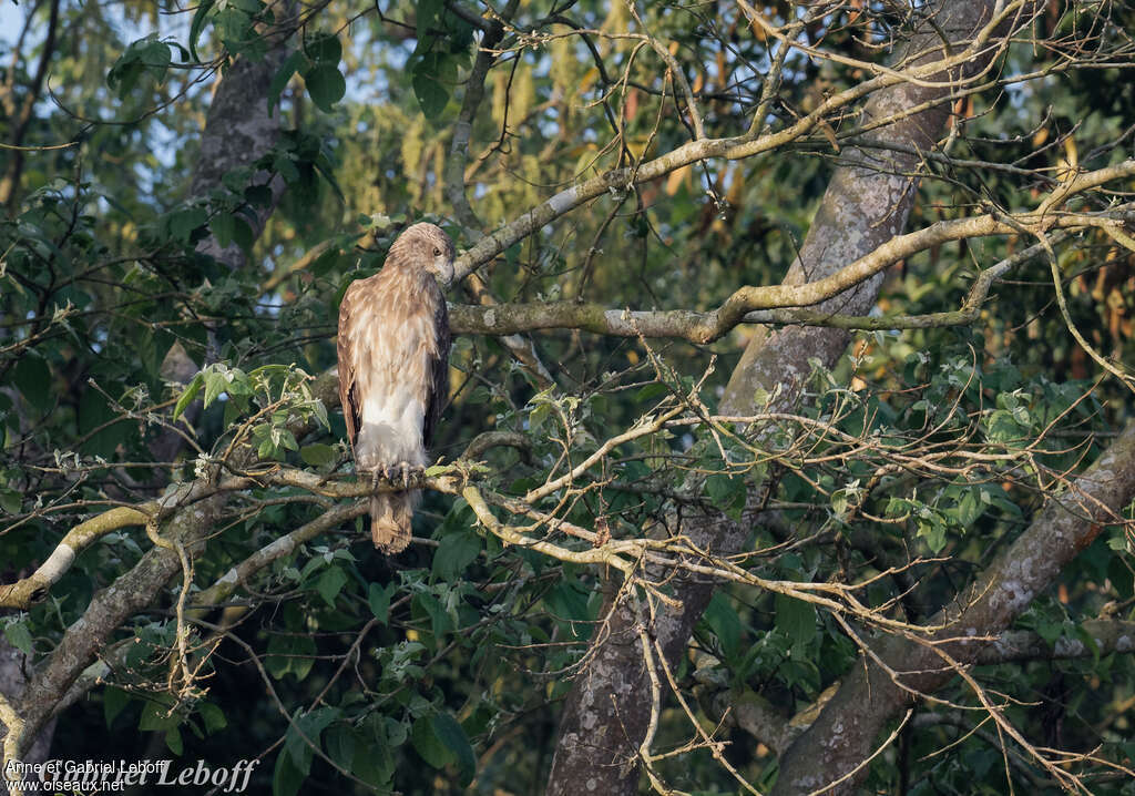 Lesser Fish Eaglejuvenile, identification