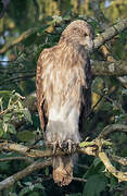 Lesser Fish Eagle