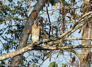 Pygargue nain juvénile gale220379