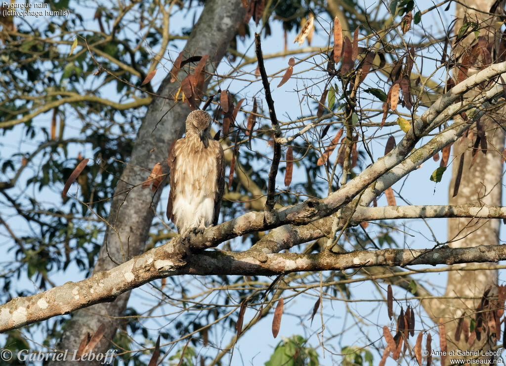 Lesser Fish Eaglejuvenile