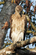 Lesser Fish Eagle