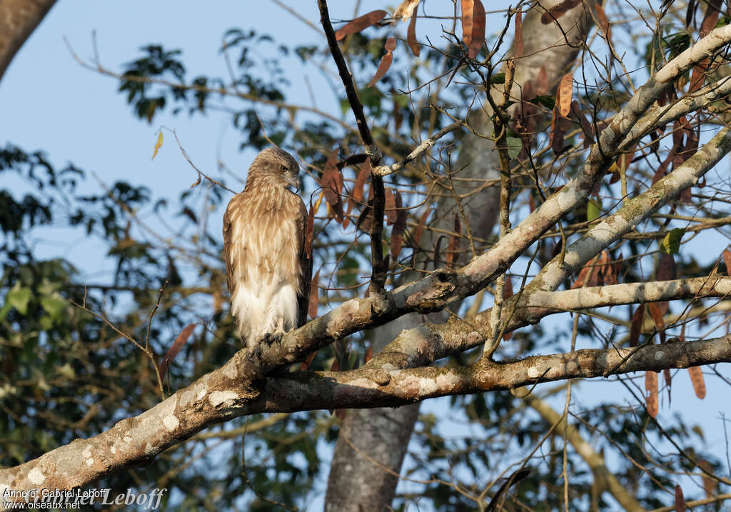 Lesser Fish Eaglejuvenile