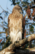 Lesser Fish Eagle