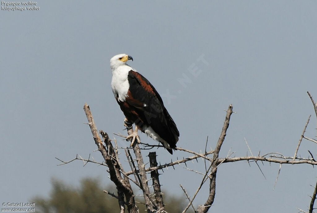 African Fish Eagle