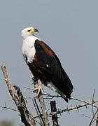 African Fish Eagle