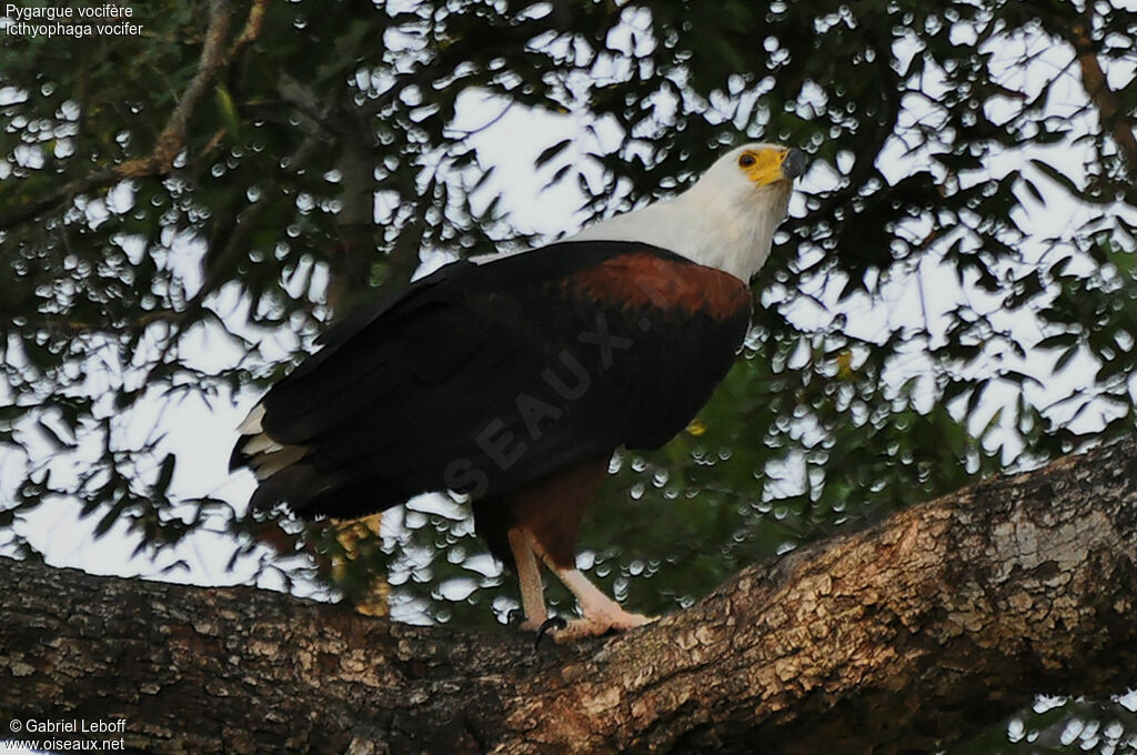 African Fish Eagle