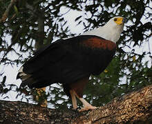 African Fish Eagle