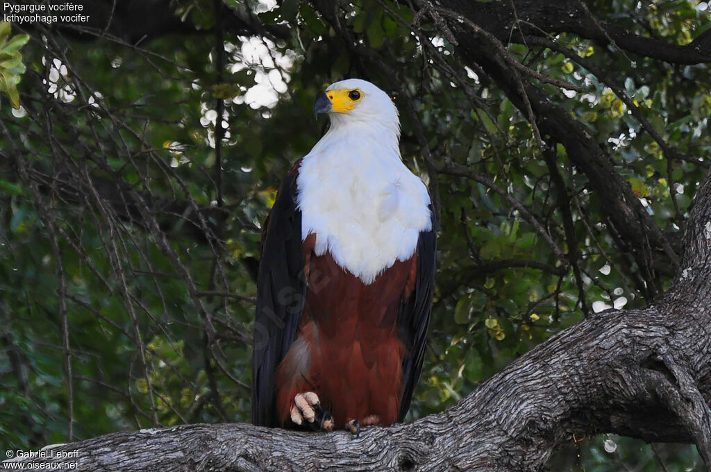 African Fish Eagle