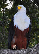 African Fish Eagle