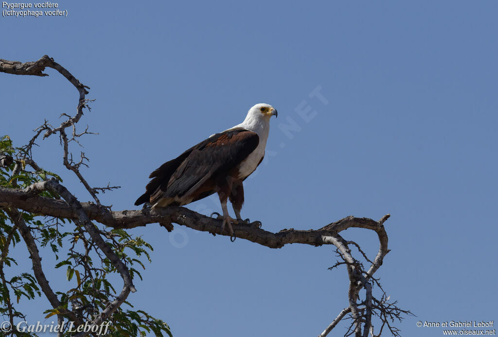 African Fish Eagleadult