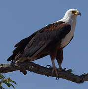 African Fish Eagle