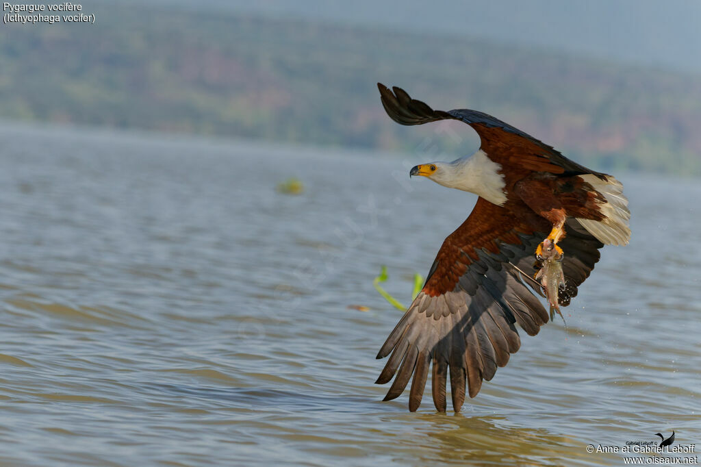 Pygargue vocifère - Pygargue vocifer<br />, pêche/chasse
