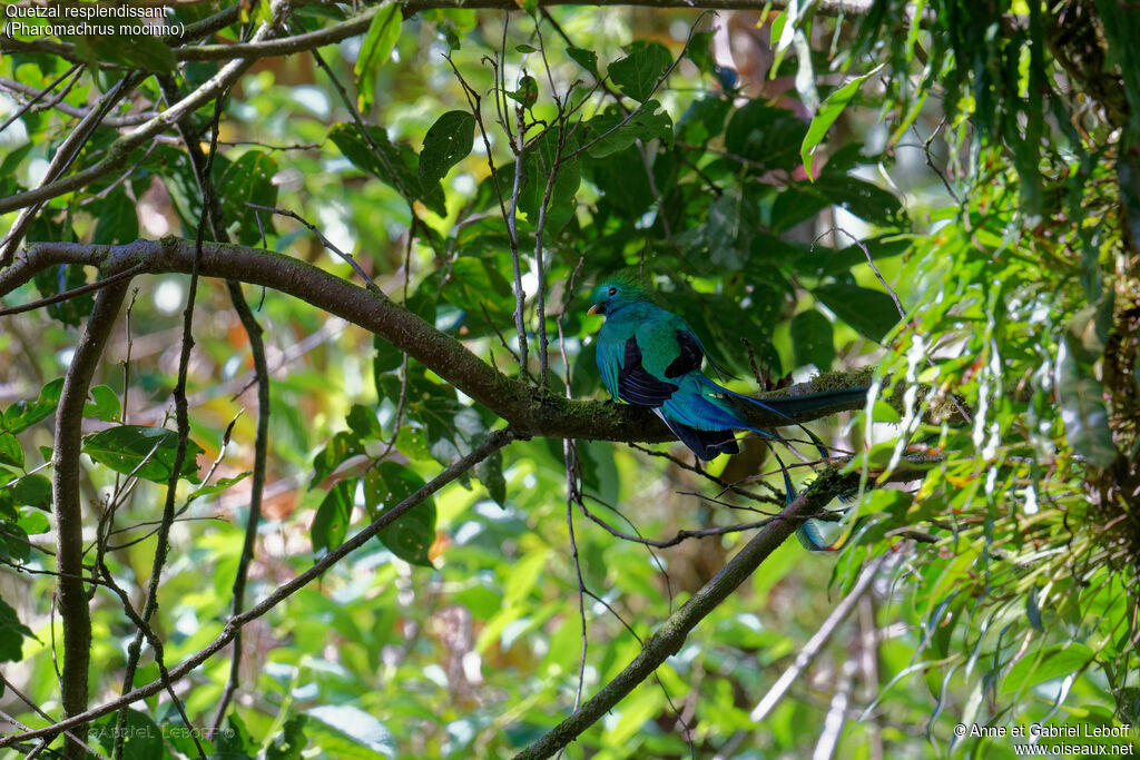 Quetzal resplendissant mâle