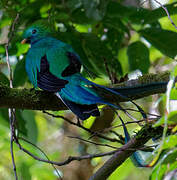 Resplendent Quetzal