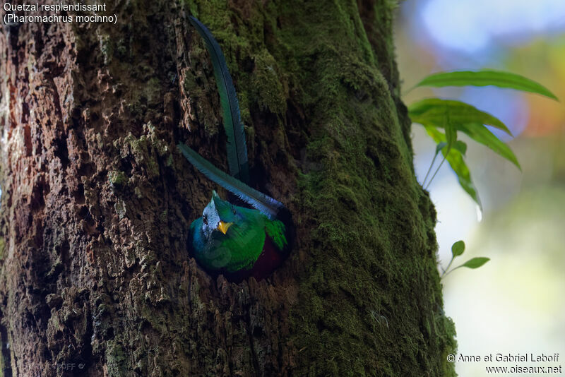Quetzal resplendissant mâle, Nidification